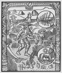 július, szénavarrás, rák, illusztráció az „Almanach des Bergers”-ből, 1491 (xilográf)